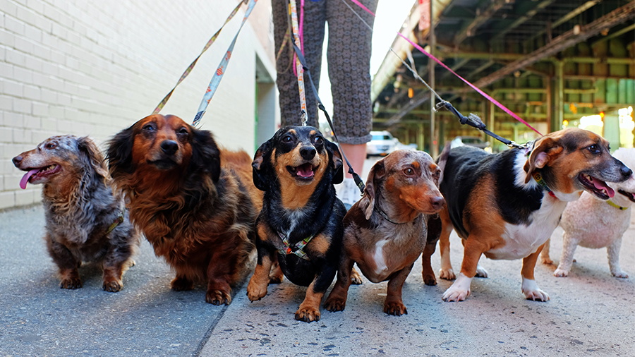 renda extra passeando com cães